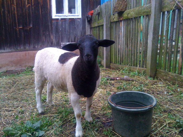 IMG_1840 - Oi Dorper