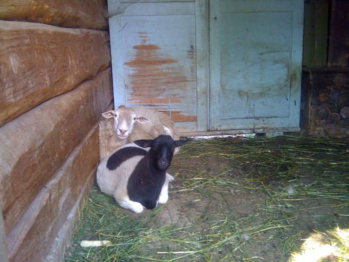 IMG_1834 - Oi Dorper