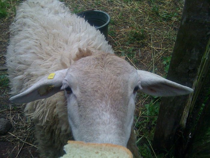 IMG_1836 - Oi Dorper