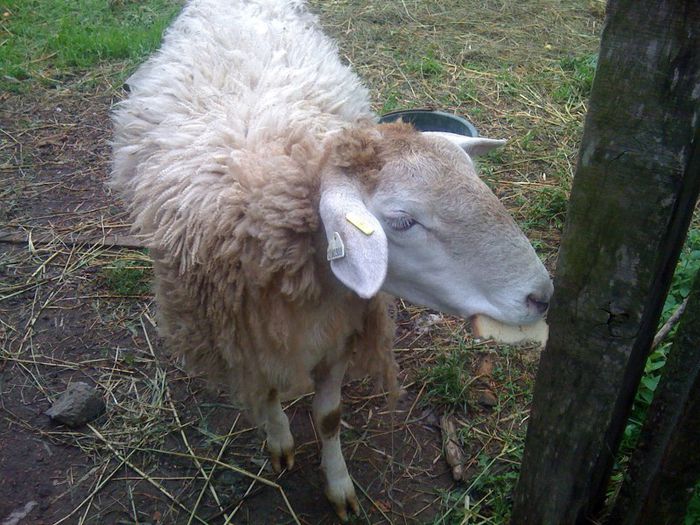 IMG_1837 - Oi Dorper