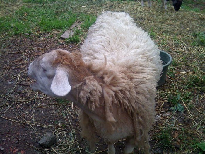 IMG_1838 - Oi Dorper