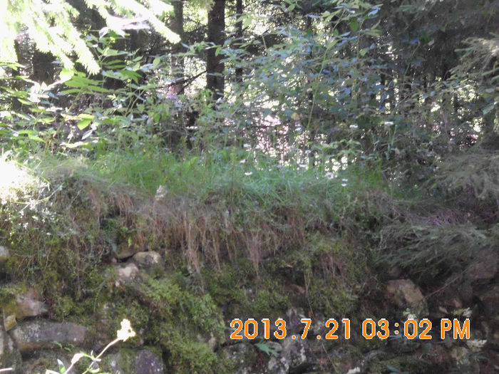 in popas pe Valea Lupului 18