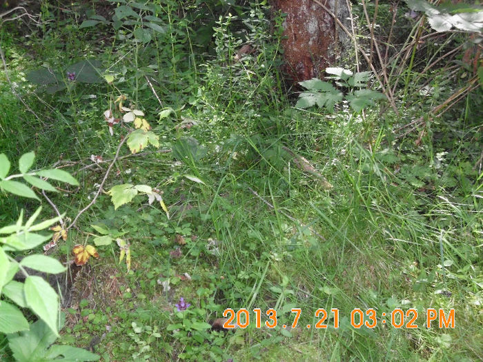 in popas pe Valea Lupului 19