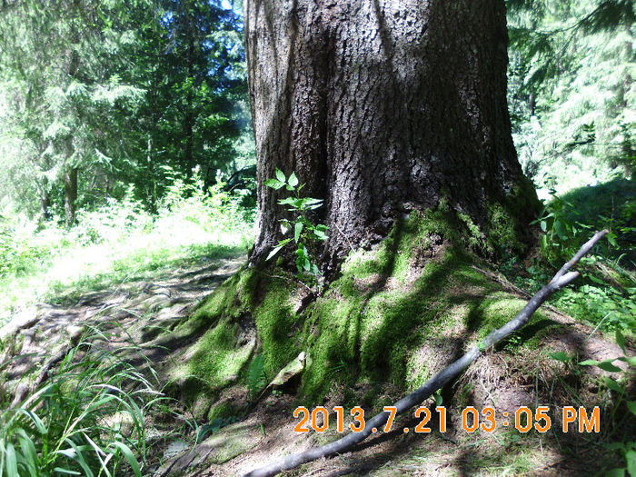 in popas pe Valea Lupului 24