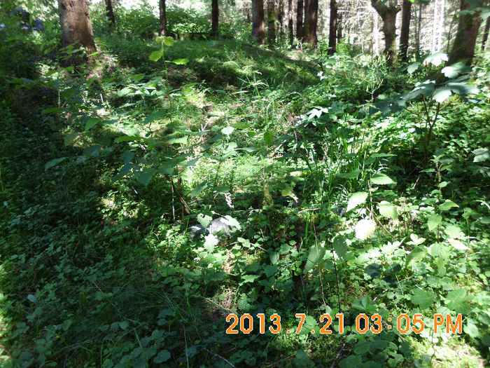 in popas pe Valea Lupului 25