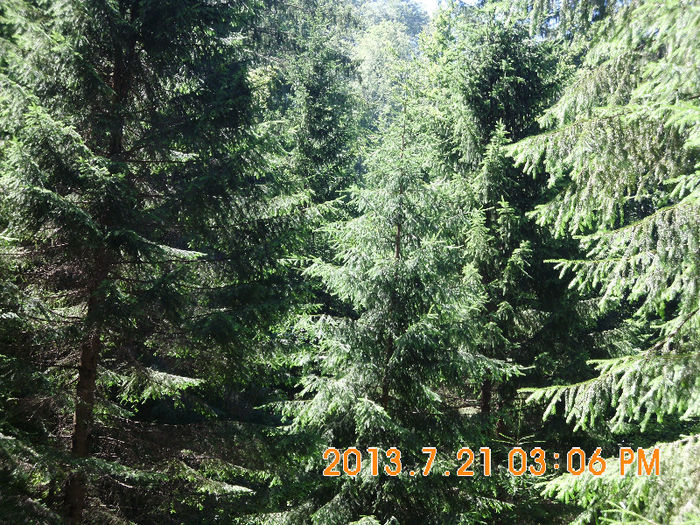 in popas pe Valea Lupului 26