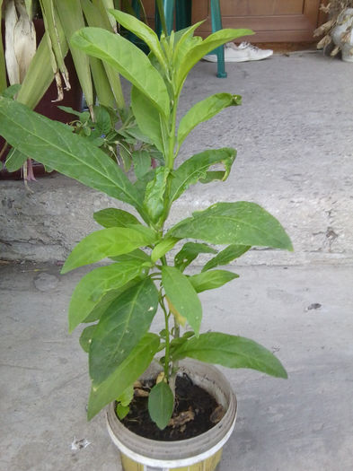 acnistus arborescent -alb