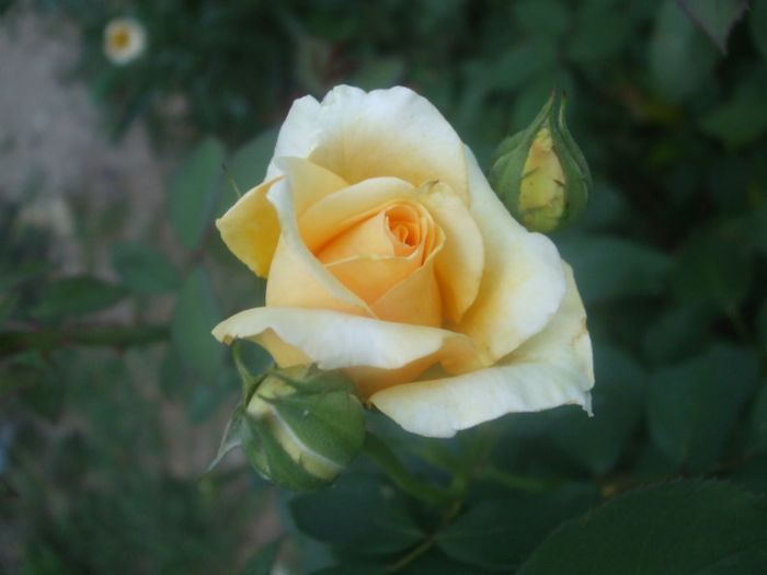 Sophia Renaissance - vara 2013