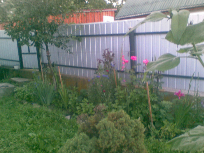 23072013(038) - florile mele
