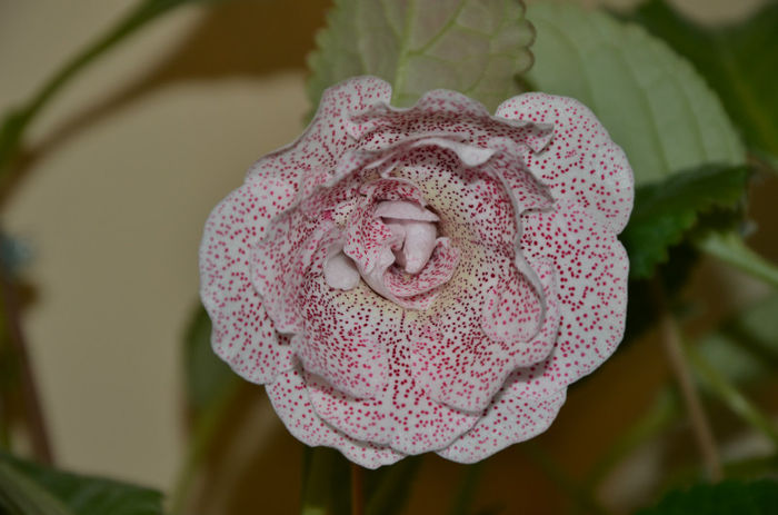 Koketka Pink - Gloxinii 2013