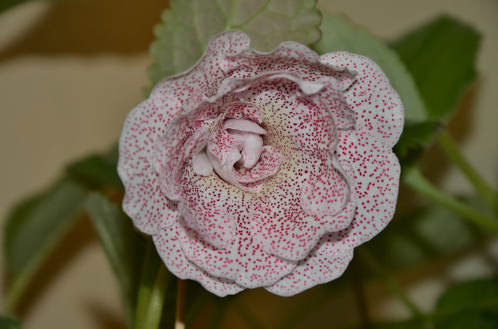 Koketka Pink - Gloxinii 2013