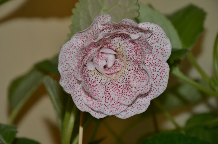 Koketka Pink - Gloxinii 2013