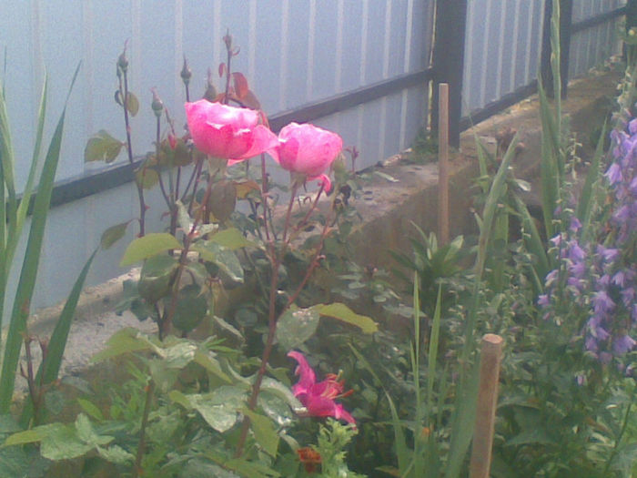 23072013 - florile mele