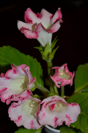 Rosalinda - Gloxinii 2013