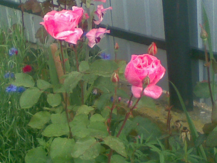 23072013(001) - florile mele