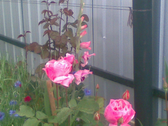 23072013(002) - florile mele