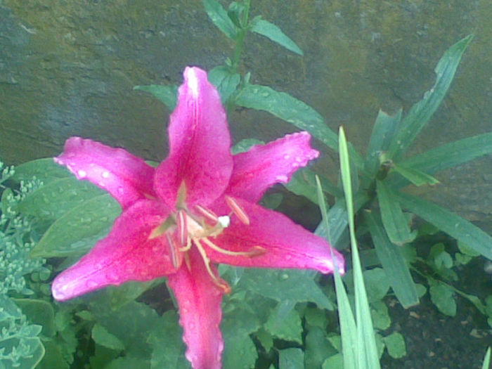 23072013(003) - florile mele