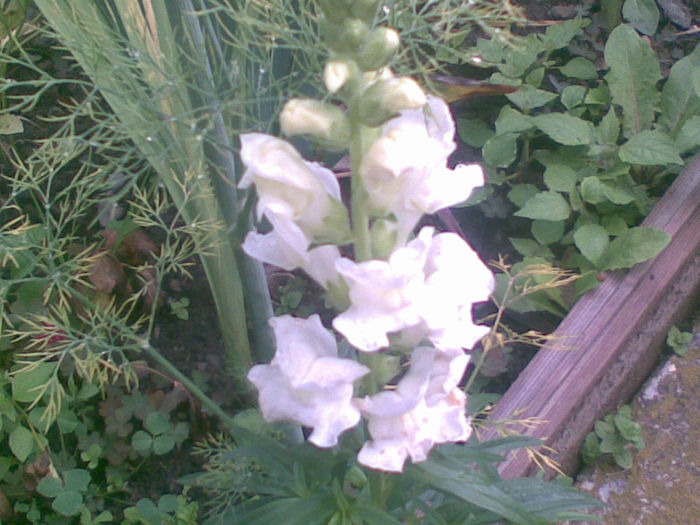 23072013(004) - florile mele