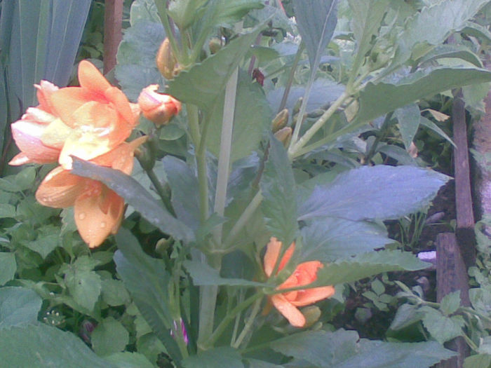 23072013(005) - florile mele