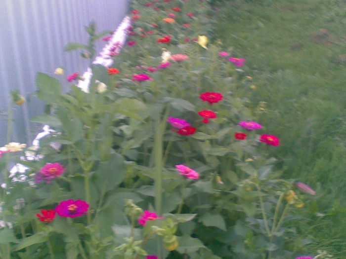 23072013(024) - florile mele