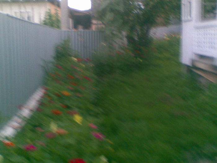 23072013(025) - florile mele