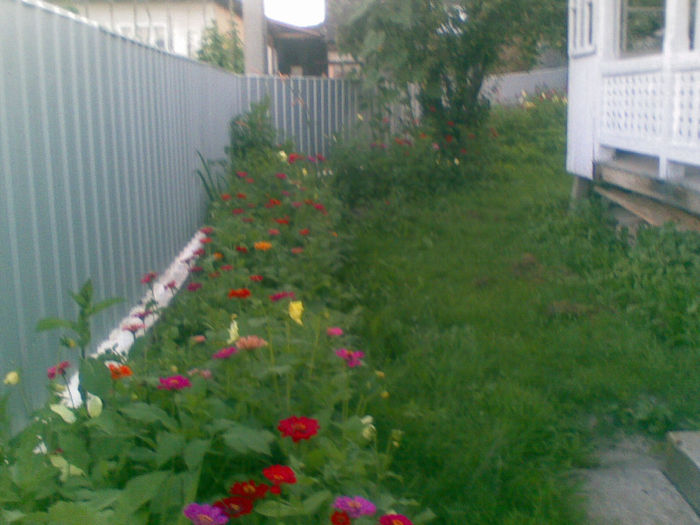 23072013(026) - florile mele