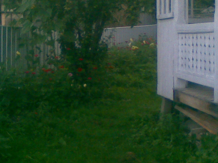 23072013(027) - florile mele