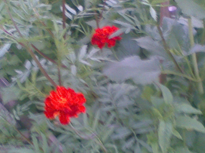 23072013(028) - florile mele