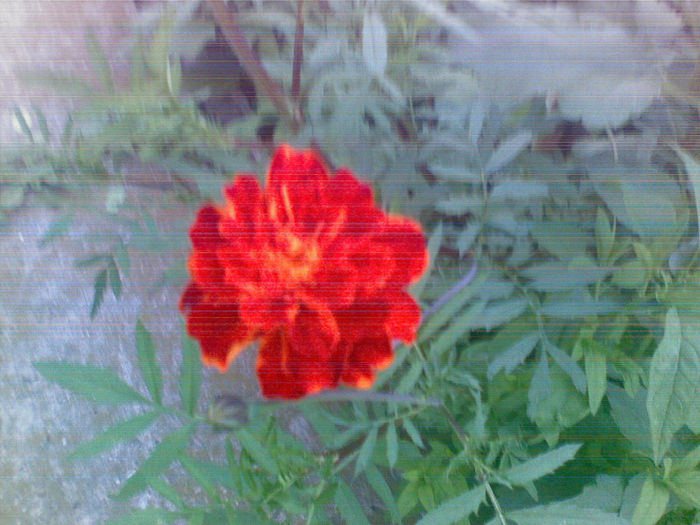 23072013(030) - florile mele