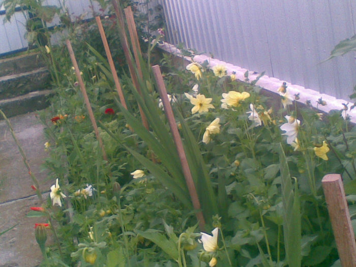 23072013(031) - florile mele