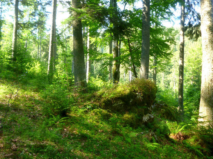 padure gutanu; bucegi munte codru bran
