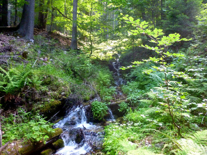 paraias; rau munte padure codru brad bucegi apa gutanu
