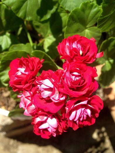 Muscata trandafir - fanita
