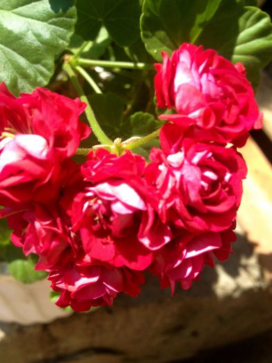 IMG_3279 - Muscata trandafir