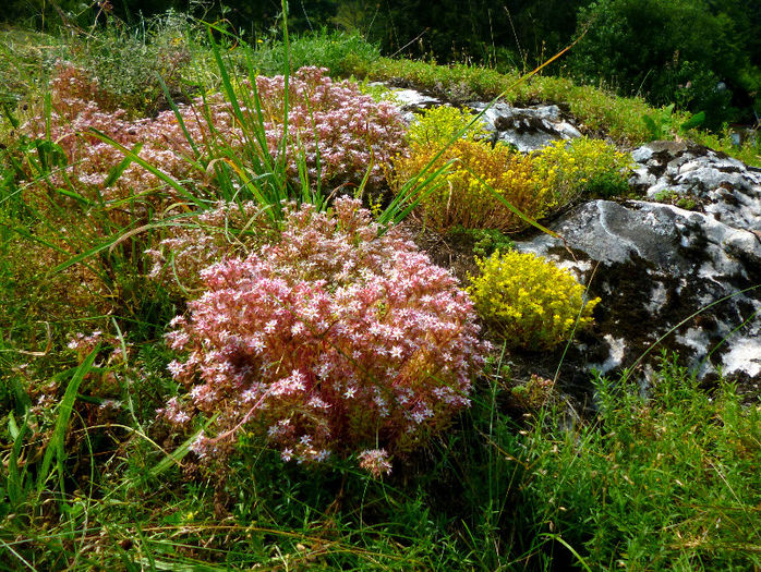 flori de piatra; piatra stanca munte
