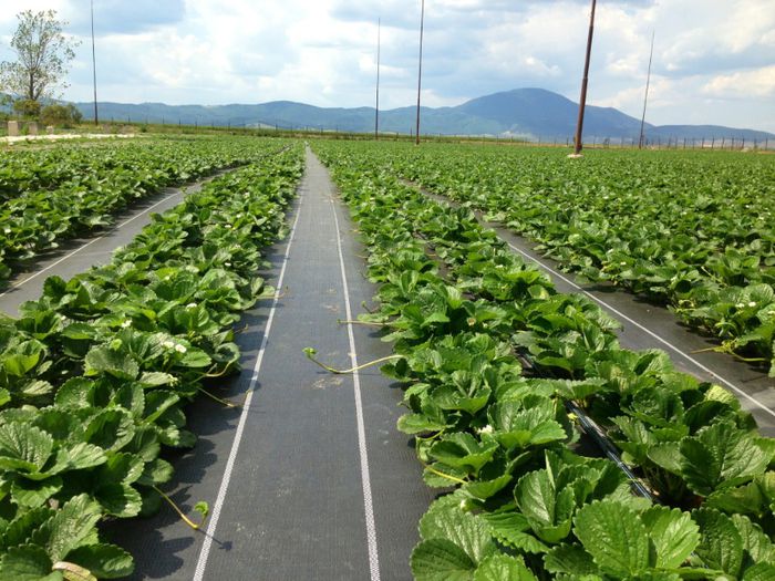 image - Putin agrotextil