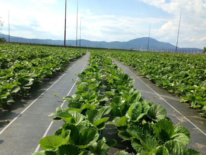 image - Putin agrotextil