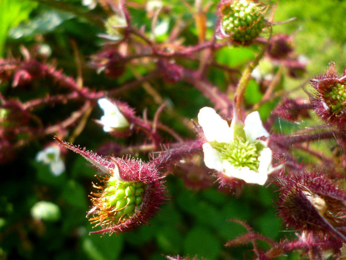 mur; padure munte fructe mure floare codru vara
