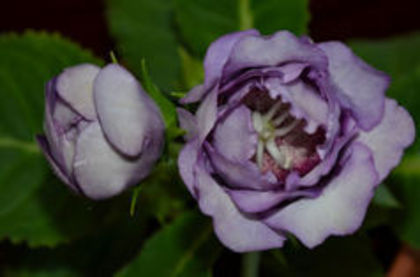 CRAIASA ZAPEZII - ACHIZITII Gloxinii 2013