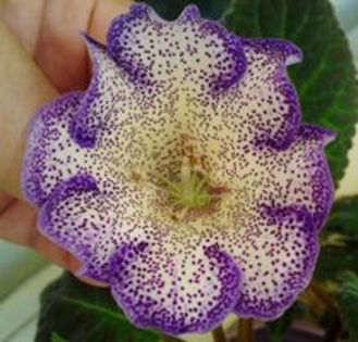 tigrina blue 2 - ACHIZITII Gloxinii 2013