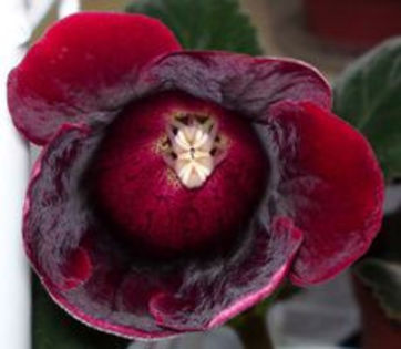 ETOIL DE FEU - ACHIZITII Gloxinii 2013