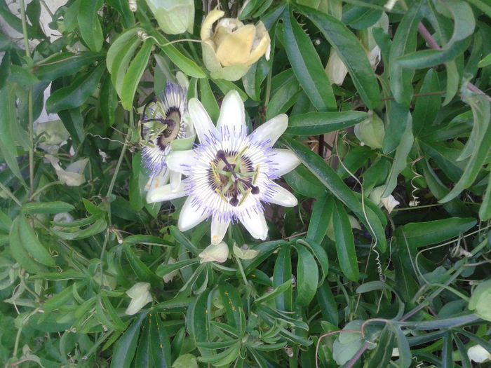 passiflora