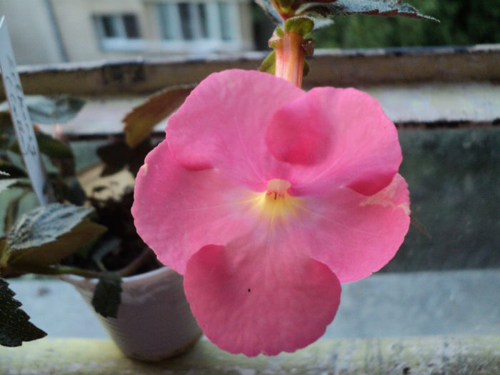 DSC06446