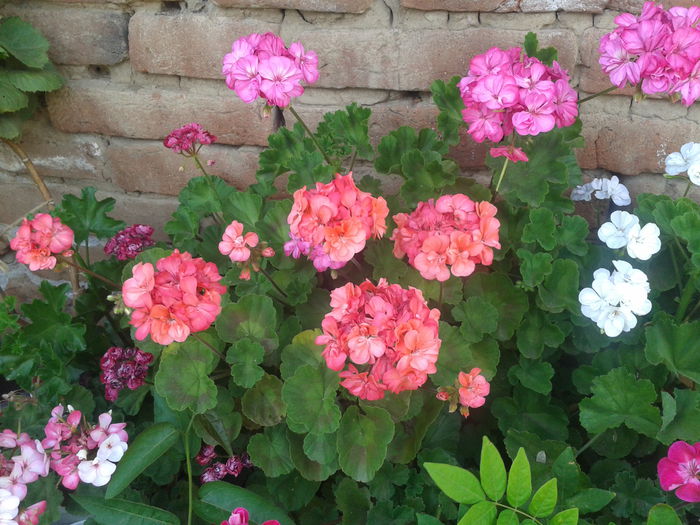 2013-07-20 16.00.42 - Plante in ghiveci