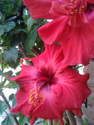 2013-07-20 15.57.44 - Plante in ghiveci