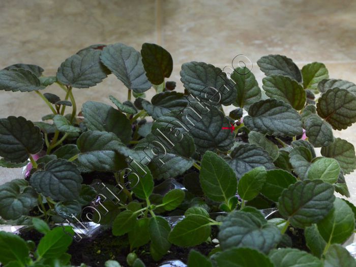 Sinningia Mark Twain din seminte cu boboci - GLOXINIA _ SINNINGIA