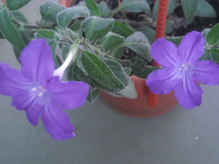  - 0 Din florile mele