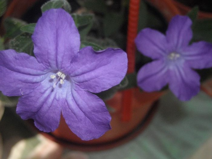  - 0 Din florile mele