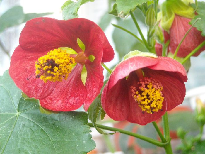  - 0 Din florile mele