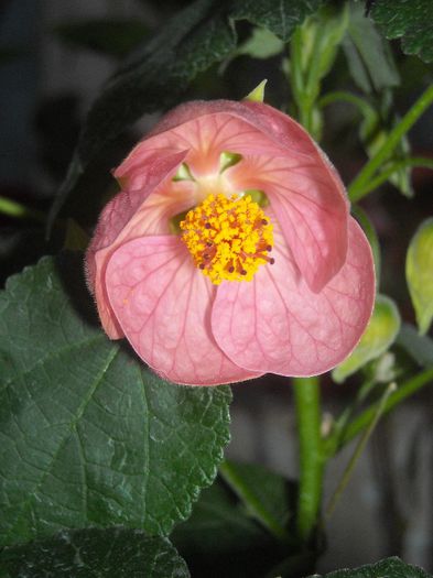  - 0 Din florile mele